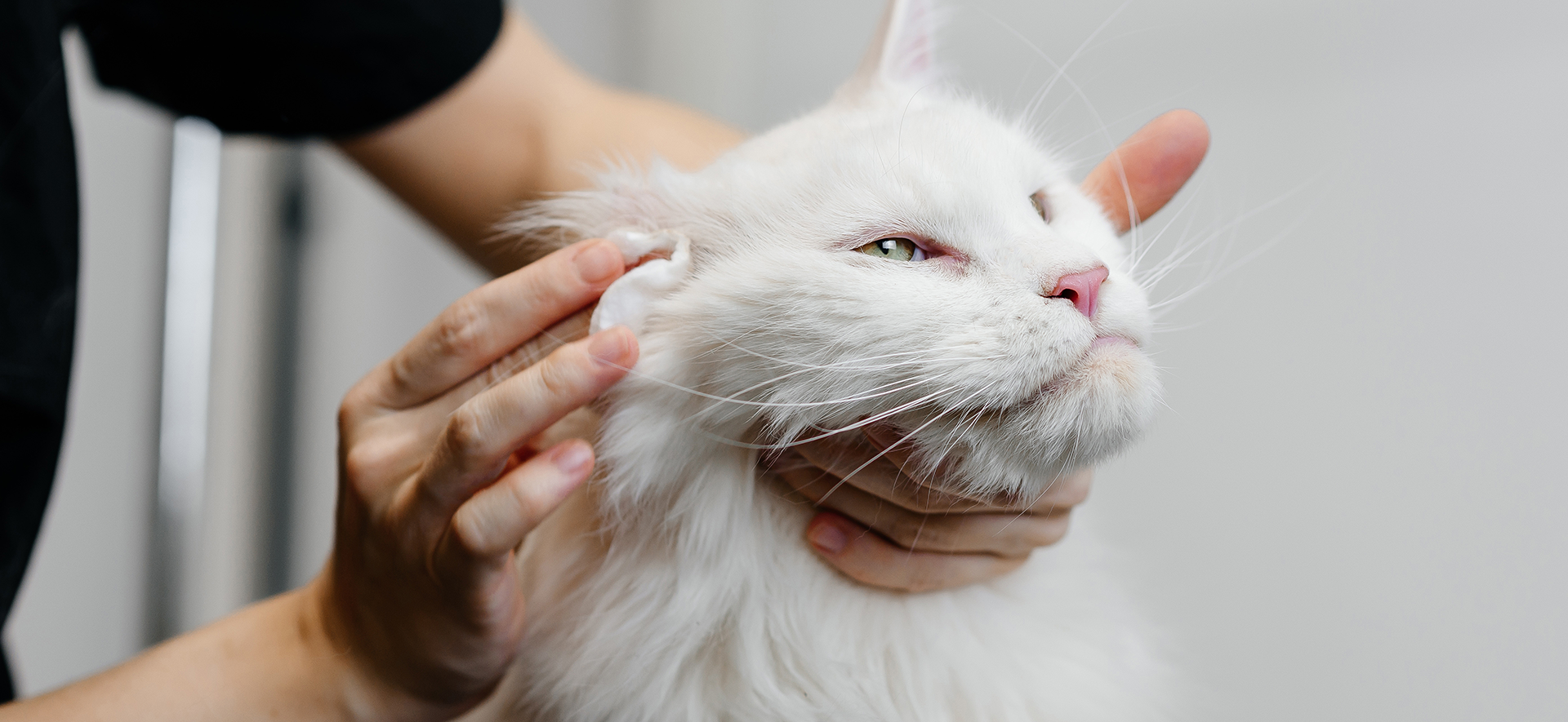  limpieza de orejas en gatos
